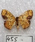  ( - MACN-Bar-Lep-ct 00455)  @13 [ ] Copyright (2013) MACN Museo Argentino de Ciencias Naturales "Bernardino Rivadavia"