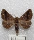  ( - MACN-Bar-Lep-ct 00463)  @13 [ ] Copyright (2013) MACN Museo Argentino de Ciencias Naturales "Bernardino Rivadavia"