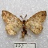  ( - MACN-Bar-Lep-ct 00472)  @13 [ ] Copyright (2013) MACN Museo Argentino de Ciencias Naturales "Bernardino Rivadavia"