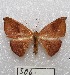  ( - MACN-Bar-Lep-ct 00506)  @13 [ ] Copyright (2013) MACN Museo Argentino de Ciencias Naturales "Bernardino Rivadavia"