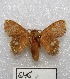  ( - MACN-Bar-Lep-ct 00646)  @13 [ ] Copyright (2013) MACN Museo Argentino de Ciencias Naturales "Bernardino Rivadavia"