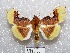  (Eupastranaia - MACN-Bar-Lep-ct 00688)  @14 [ ] Copyright (2013) MACN Museo Argentino de Ciencias Naturales "Bernardino Rivadavia"