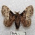  ( - MACN-Bar-Lep-ct 00919)  @14 [ ] Copyright (2013) MACN Museo Argentino de Ciencias Naturales "Bernardino Rivadavia"