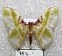  ( - MACN-Bar-Lep-ct 00952)  @14 [ ] Copyright (2013) MACN Museo Argentino de Ciencias Naturales "Bernardino Rivadavia"