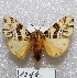  ( - MACN-Bar-Lep-ct 01244)  @14 [ ] Copyright (2013) MACN Museo Argentino de Ciencias Naturales "Bernardino Rivadavia"