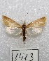  ( - MACN-Bar-Lep-ct 01413)  @13 [ ] Copyright (2013) MACN Museo Argentino de Ciencias Naturales "Bernardino Rivadavia"
