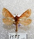  ( - MACN-Bar-Lep-ct 01555)  @13 [ ] Copyright (2013) MACN Museo Argentino de Ciencias Naturales "Bernardino Rivadavia"