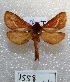  ( - MACN-Bar-Lep-ct 01558)  @13 [ ] Copyright (2013) MACN Museo Argentino de Ciencias Naturales "Bernardino Rivadavia"