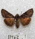  ( - MACN-Bar-Lep-ct 01562)  @14 [ ] Copyright (2013) MACN Museo Argentino de Ciencias Naturales "Bernardino Rivadavia"