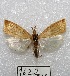  (Diatraea saccharalis - MACN-Bar-Lep-ct 01622)  @13 [ ] Copyright (2013) MACN Museo Argentino de Ciencias Naturales "Bernardino Rivadavia"