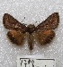  ( - MACN-Bar-Lep-ct 01798)  @14 [ ] Copyright (2013) MACN Museo Argentino de Ciencias Naturales "Bernardino Rivadavia"