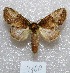  ( - MACN-Bar-Lep-ct 04100)  @14 [ ] Copyright (2013) MACN Museo Argentino de Ciencias Naturales "Bernardino Rivadavia"