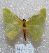  (Nemoria sp - MACN-Bar-Lep-ct 04145)  @14 [ ] Copyright (2013) MACN Museo Argentino de Ciencias Naturales "Bernardino Rivadavia"