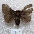  (Tolype sp - MACN-Bar-Lep-ct 04159)  @14 [ ] Copyright (2013) MACN Museo Argentino de Ciencias Naturales "Bernardino Rivadavia"