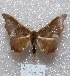 (Patalene sp - MACN-Bar-Lep-ct 04224)  @15 [ ] Copyright (2013) MACN Museo Argentino de Ciencias Naturales "Bernardino Rivadavia"