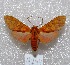  ( - MACN-Bar-Lep-ct 04244)  @13 [ ] Copyright (2013) MACN Museo Argentino de Ciencias Naturales "Bernardino Rivadavia"