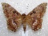  (Cyclopis - MACN-Bar-Lep-ct 04283)  @14 [ ] Copyright (2013) MACN Museo Argentino de Ciencias Naturales "Bernardino Rivadavia"