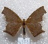  (Eutomopepla sp - MACN-Bar-Lep-ct 04308)  @13 [ ] Copyright (2013) MACN Museo Argentino de Ciencias Naturales "Bernardino Rivadavia"