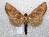  (Hapigia repandens - MACN-Bar-Lep-ct 04392)  @15 [ ] Copyright (2013) MACN Museo Argentino de Ciencias Naturales "Bernardino Rivadavia"