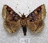  ( - MACN-Bar-Lep-ct 04440)  @14 [ ] Copyright (2013) MACN Museo Argentino de Ciencias Naturales "Bernardino Rivadavia"