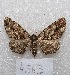  (Glenna sp. 1 - MACN-Bar-Lep-ct 04563)  @14 [ ] Copyright (2013) MACN Museo Argentino de Ciencias Naturales "Bernardino Rivadavia"
