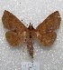  (Chamyna homichlodes - MACN-Bar-Lep-ct 04599)  @14 [ ] Copyright (2013) MACN Museo Argentino de Ciencias Naturales "Bernardino Rivadavia"