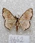  (Ptychamalia sp - MACN-Bar-Lep-ct 04662)  @14 [ ] Copyright (2013) MACN Museo Argentino de Ciencias Naturales "Bernardino Rivadavia"