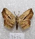  ( - MACN-Bar-Lep-ct 04676)  @14 [ ] Copyright (2013) MACN Museo Argentino de Ciencias Naturales "Bernardino Rivadavia"