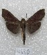  (Omiodes humeralis - MACN-Bar-Lep-ct 04680)  @14 [ ] Copyright (2013) MACN Museo Argentino de Ciencias Naturales "Bernardino Rivadavia"
