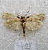  (Antaeotricha sp - MACN-Bar-Lep-ct 04708)  @14 [ ] Copyright (2013) MACN Museo Argentino de Ciencias Naturales "Bernardino Rivadavia"