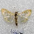  (Leucochroma sp1 - MACN-Bar-Lep-ct 04742)  @14 [ ] Copyright (2013) MACN Museo Argentino de Ciencias Naturales "Bernardino Rivadavia"