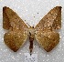  (Oxydia sp - MACN-Bar-Lep-ct 04760)  @14 [ ] Copyright (2013) MACN Museo Argentino de Ciencias Naturales "Bernardino Rivadavia"
