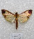  (Eulepte sp - MACN-Bar-Lep-ct 04775)  @13 [ ] Copyright (2013) MACN Museo Argentino de Ciencias Naturales "Bernardino Rivadavia"