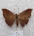  ( - MACN-Bar-Lep-ct 04796)  @14 [ ] Copyright (2013) MACN Museo Argentino de Ciencias Naturales "Bernardino Rivadavia"