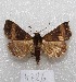  ( - MACN-Bar-Lep-ct 04826)  @12 [ ] Copyright (2013) MACN Museo Argentino de Ciencias Naturales "Bernardino Rivadavia"