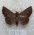  ( - MACN-Bar-Lep-ct 04844)  @13 [ ] Copyright (2013) MACN Museo Argentino de Ciencias Naturales "Bernardino Rivadavia"