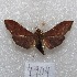  (Omiodes martyralis - MACN-Bar-Lep-ct 04904)  @12 [ ] Copyright (2013) MACN Museo Argentino de Ciencias Naturales "Bernardino Rivadavia"