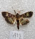  (Ategumia lotanalis - MACN-Bar-Lep-ct 04912)  @14 [ ] Copyright (2013) MACN Museo Argentino de Ciencias Naturales "Bernardino Rivadavia"