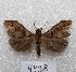  (Lascoria manes - MACN-Bar-Lep-ct 04938)  @13 [ ] Copyright (2013) MACN Museo Argentino de Ciencias Naturales "Bernardino Rivadavia"