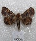  ( - MACN-Bar-Lep-ct 05003)  @13 [ ] Copyright (2013) MACN Museo Argentino de Ciencias Naturales "Bernardino Rivadavia"