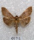  (Omiodes sp - MACN-Bar-Lep-ct 05077)  @14 [ ] Copyright (2013) MACN Museo Argentino de Ciencias Naturales "Bernardino Rivadavia"
