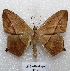  ( - MACN-Bar-Lep-ct 05107)  @13 [ ] Copyright (2013) MACN Museo Argentino de Ciencias Naturales "Bernardino Rivadavia"