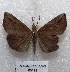  ( - MACN-Bar-Lep-ct 05111)  @13 [ ] Copyright (2013) MACN Museo Argentino de Ciencias Naturales "Bernardino Rivadavia"