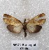  ( - MACN-Bar-Lep-ct 05144)  @12 [ ] Copyright (2013) MACN Museo Argentino de Ciencias Naturales "Bernardino Rivadavia"