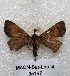  (Lascoria sp. PL1 - MACN-Bar-Lep-ct 05147)  @12 [ ] Copyright (2013) MACN Museo Argentino de Ciencias Naturales "Bernardino Rivadavia"