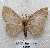  ( - MACN-Bar-Lep-ct 05237)  @13 [ ] Copyright (2013) MACN Museo Argentino de Ciencias Naturales "Bernardino Rivadavia"