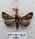  ( - MACN-Bar-Lep-ct 05251)  @12 [ ] Copyright (2013) MACN Museo Argentino de Ciencias Naturales "Bernardino Rivadavia"