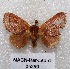 (Talima sulla - MACN-Bar-Lep-ct 05259)  @13 [ ] Copyright (2013) MACN Museo Argentino de Ciencias Naturales "Bernardino Rivadavia"
