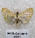 ( - MACN-Bar-Lep-ct 05291)  @13 [ ] Copyright (2013) MACN Museo Argentino de Ciencias Naturales "Bernardino Rivadavia"