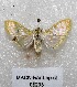  ( - MACN-Bar-Lep-ct 05293)  @11 [ ] Copyright (2013) MACN Museo Argentino de Ciencias Naturales "Bernardino Rivadavia"